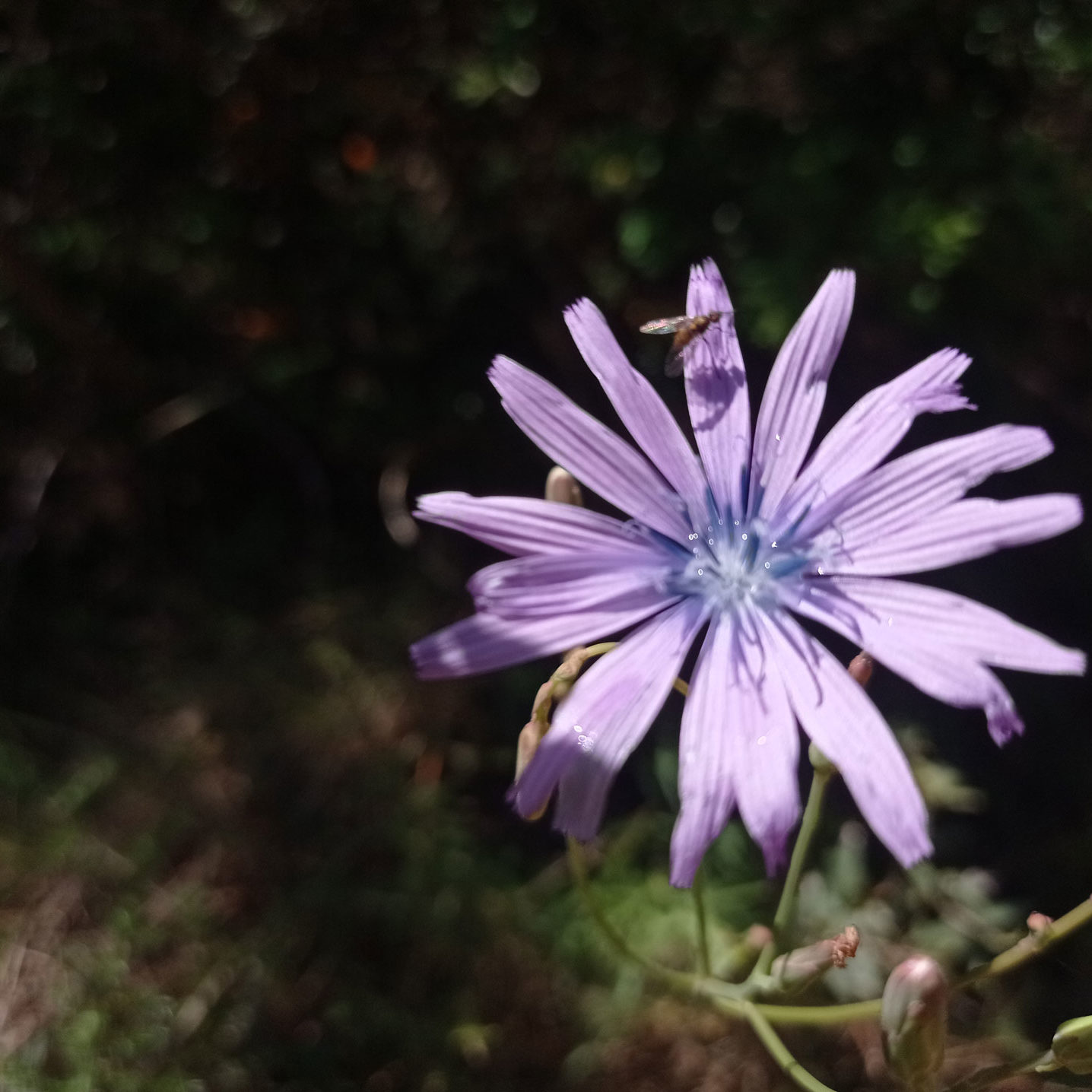 Fleurs de la laitue vivace