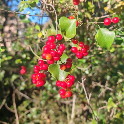 Grappe de Smilax aspera
