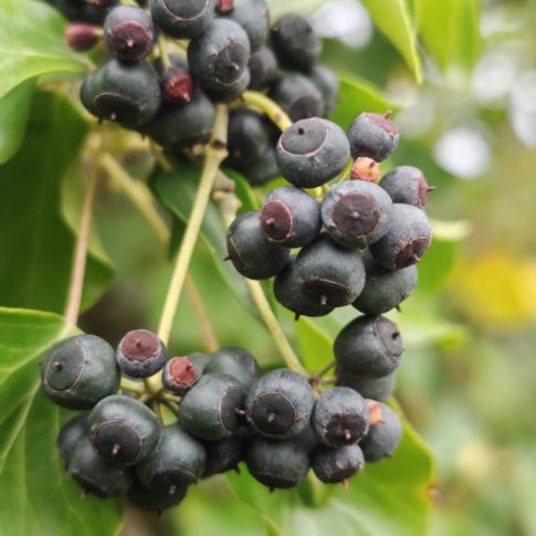 Baies du lierre grimpant