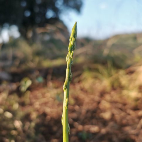 Turion de l'asperge sauvage