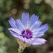 Catananche bleue- Fleurs