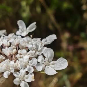 Carotte sauvage - Fleur