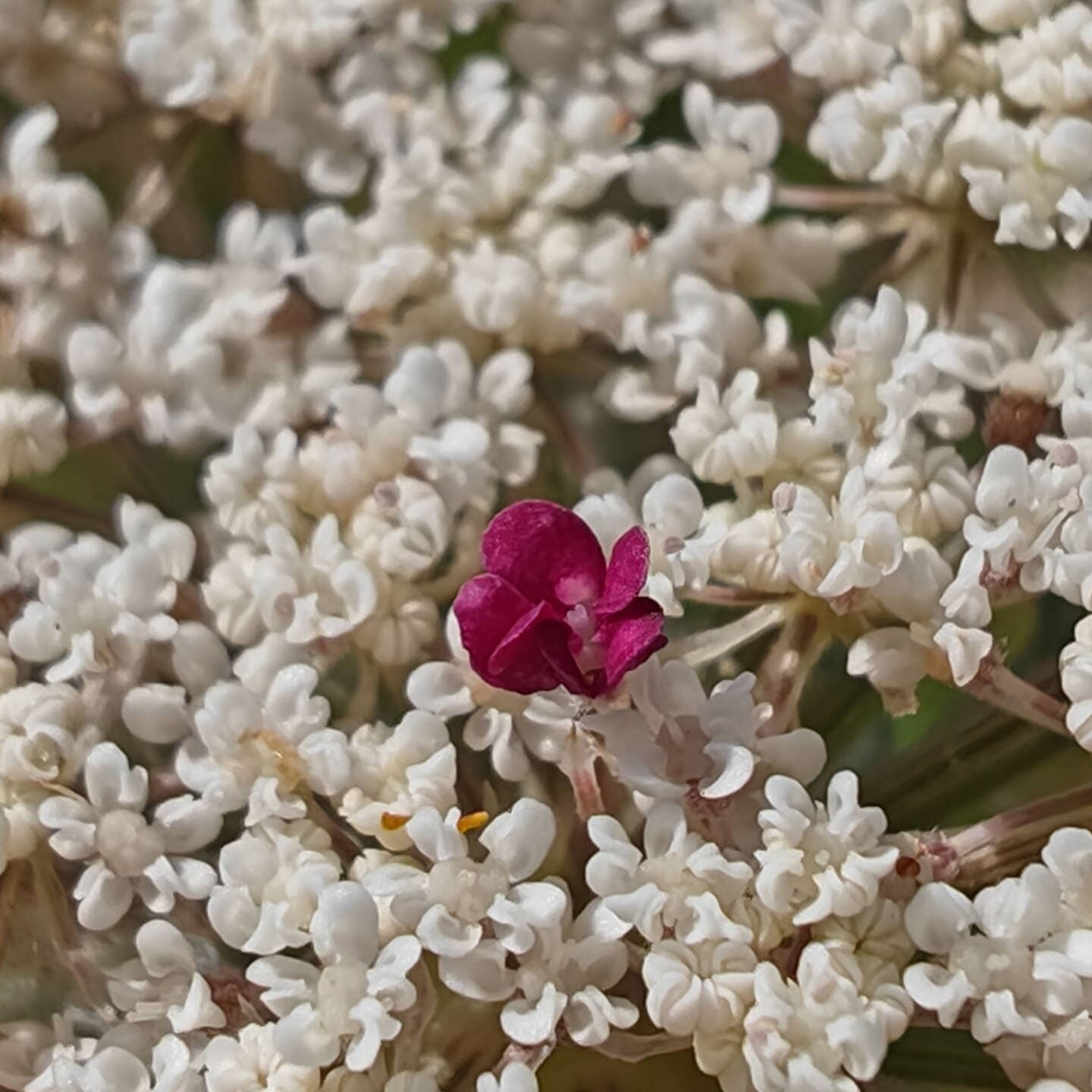 Carotte sauvage Fleur stérile