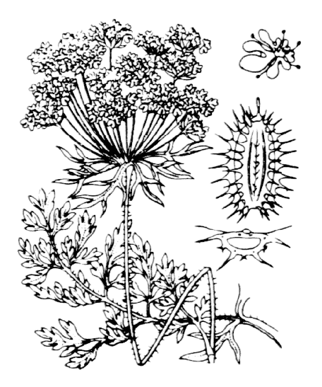 Flore de Coste - Daucus carota