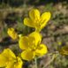 Roquette jaune - Fleurs