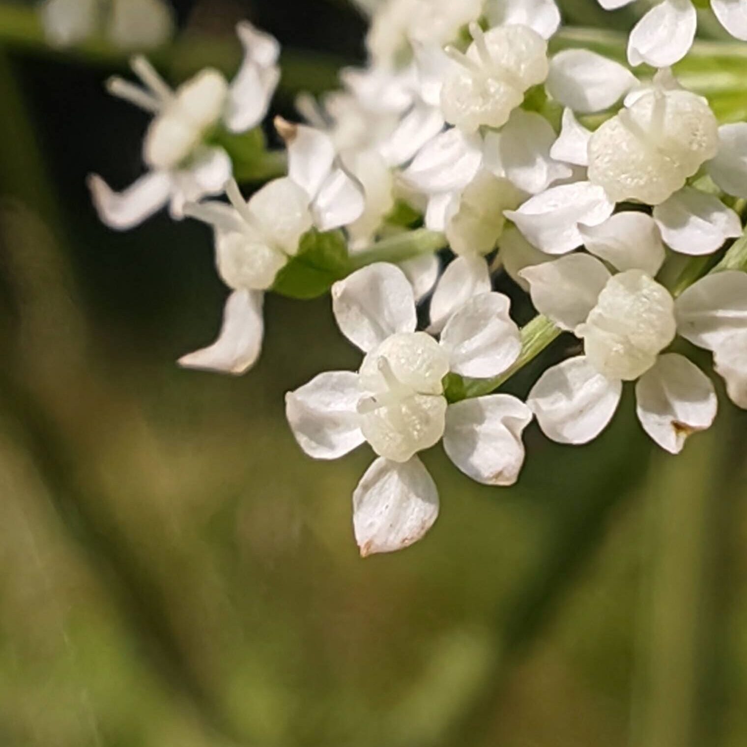 Angélique des bois - Fleur