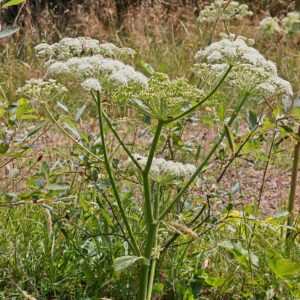 Angélique des bois - Plante entière