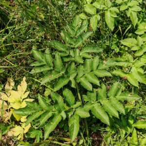 Angélique des bois - Feuilles