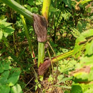 Angélique des bois - Tige