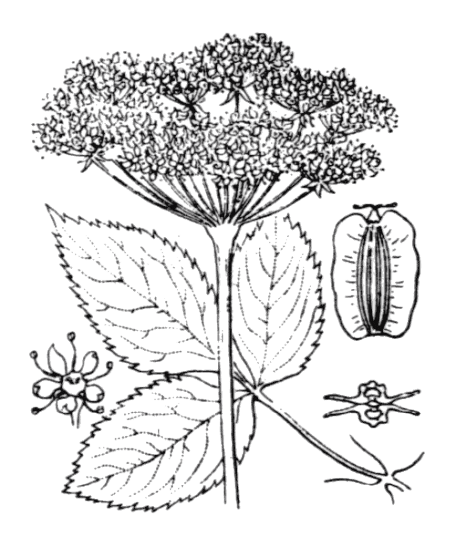 Flore de Coste - Angelica sylvestris