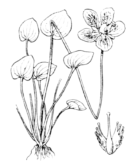 Flore de Coste - Parnassia palustris