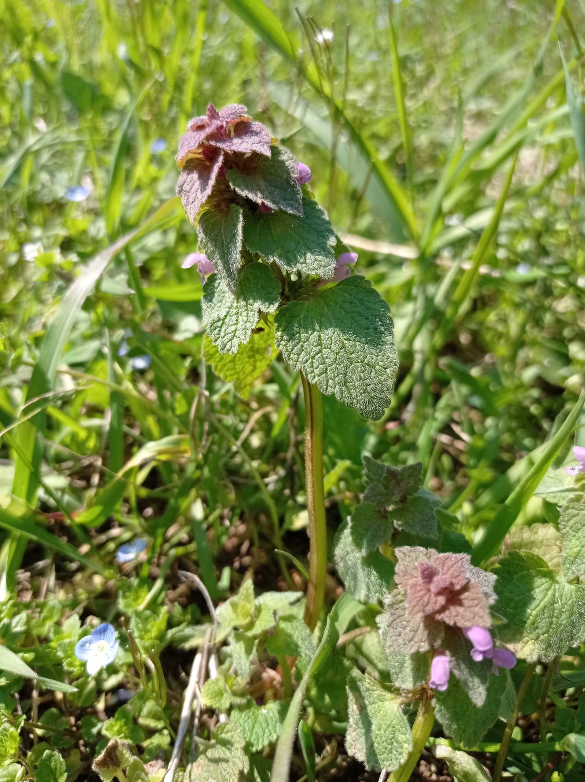 Lamier pourpre