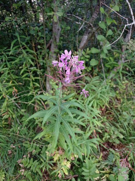 Épilobe à feuilles étroites