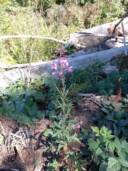 Épilobe à feuilles étroites
