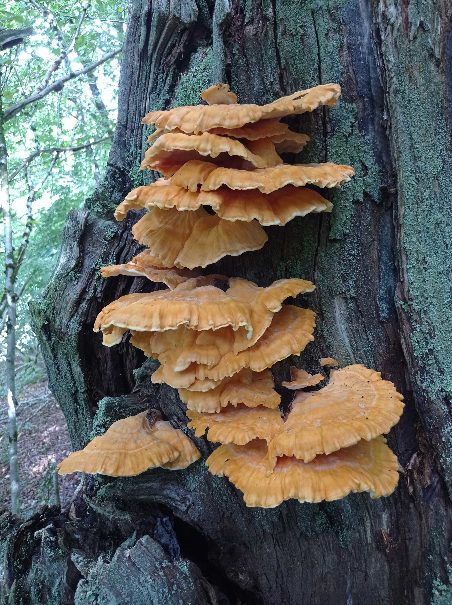 Polypore soufré