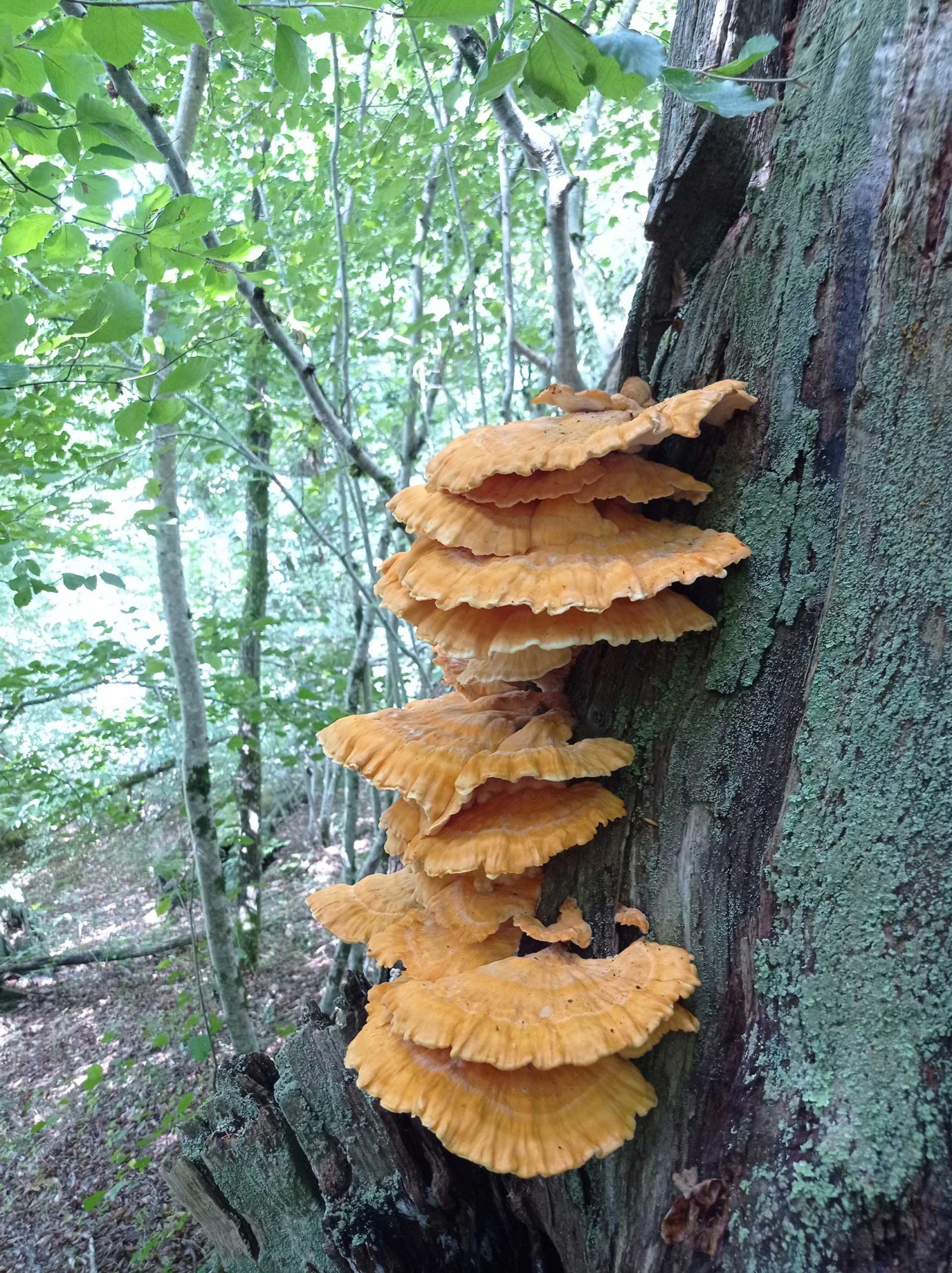 Polypore soufré
