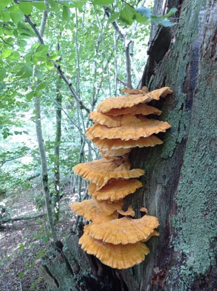 Polypore soufré