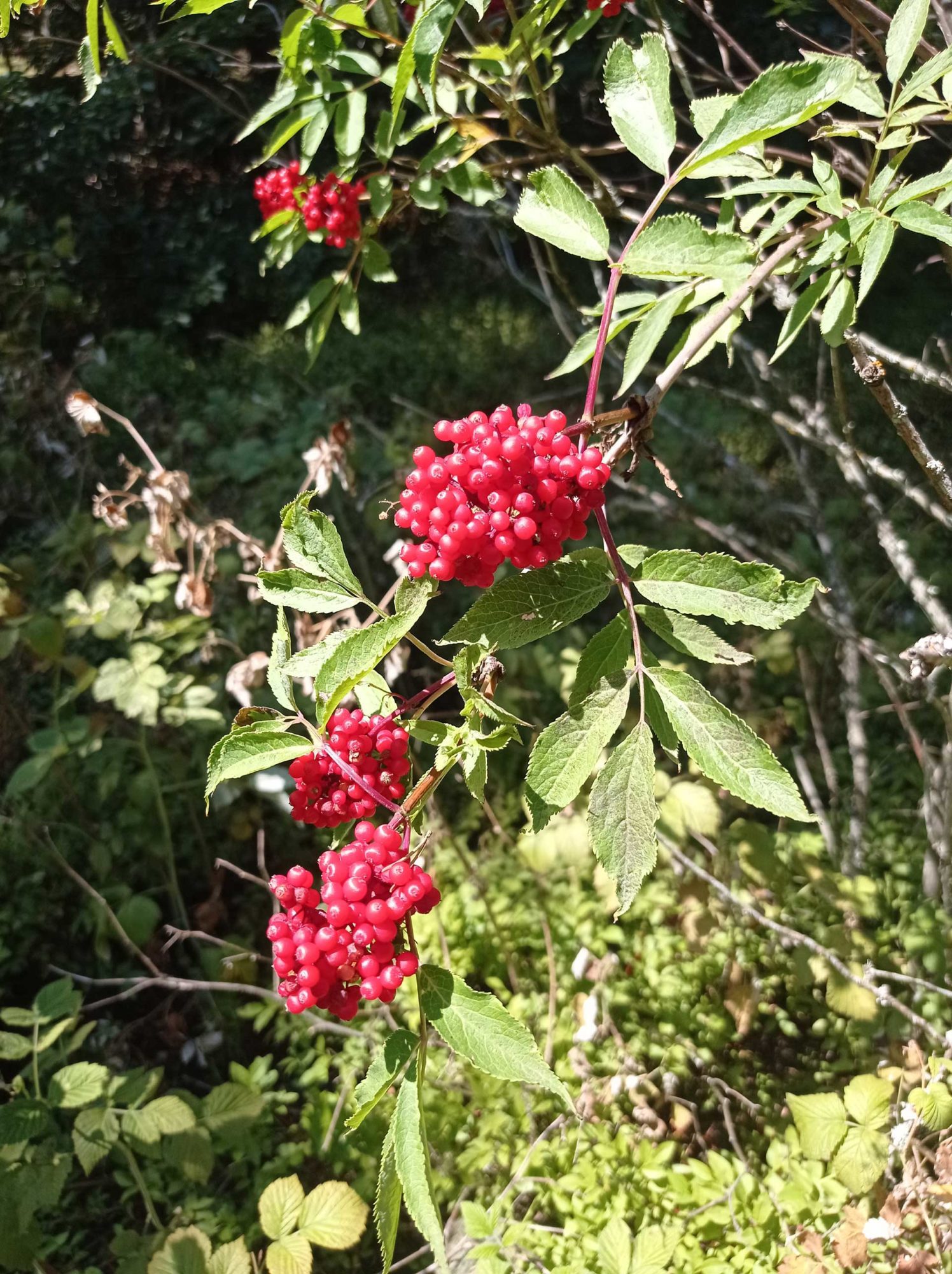 Sureau rouge