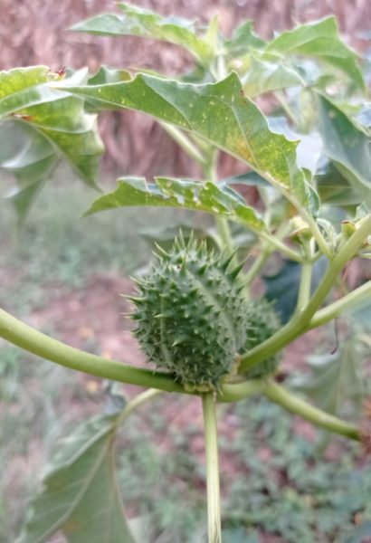 Datura officinal