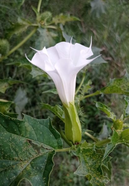 Datura officinal