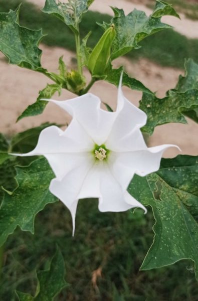 Datura officinal