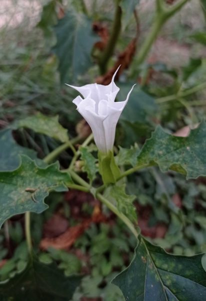 Datura officinal