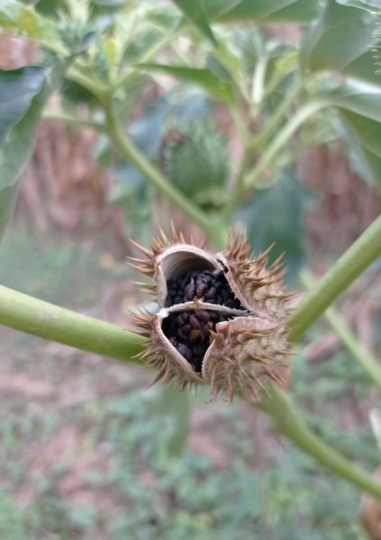 Datura officinal
