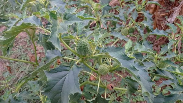 Datura officinal
