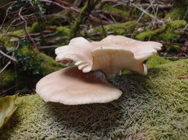Pleurote en huître