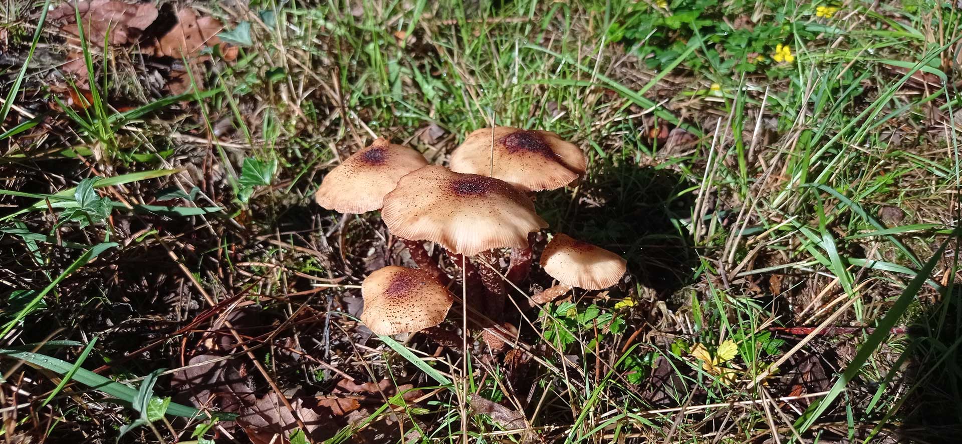 Armillaire couleur de miel