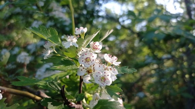 Fleurs de l'aubépine monogyne