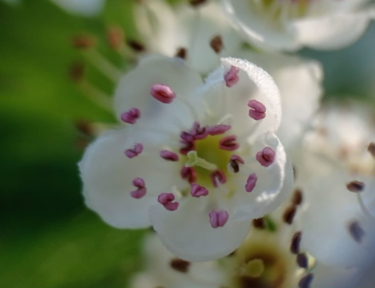 Etamines de Crataegus monogyna