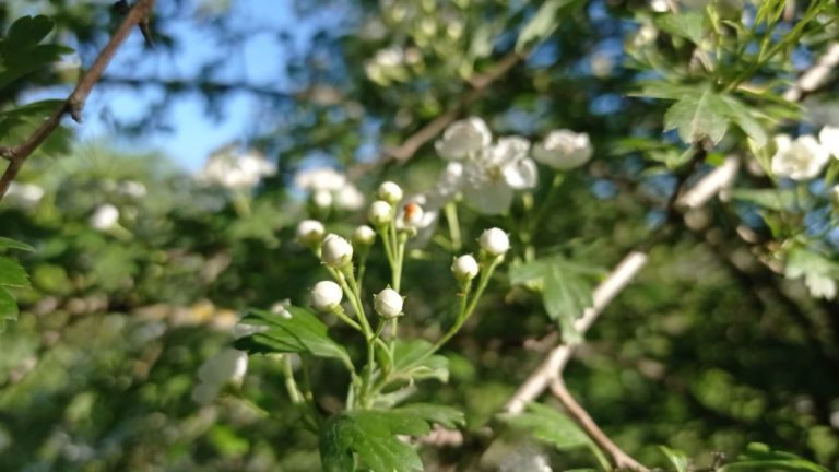 Bourgeons de l'aubépine monogyne