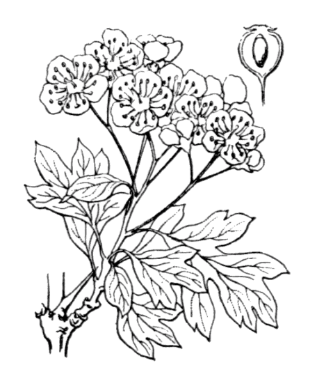 Aubépine monogyne