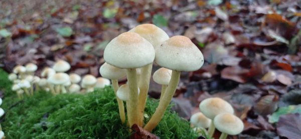Hypholome en touffe