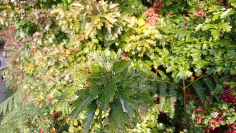 aubepine-feuille
