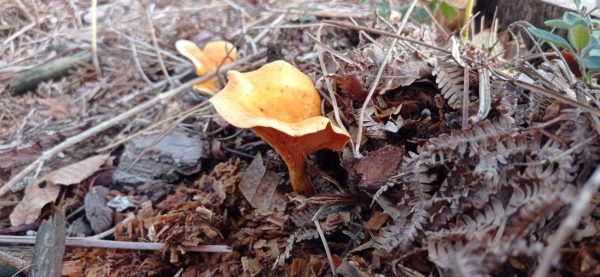 Fausse chanterelle