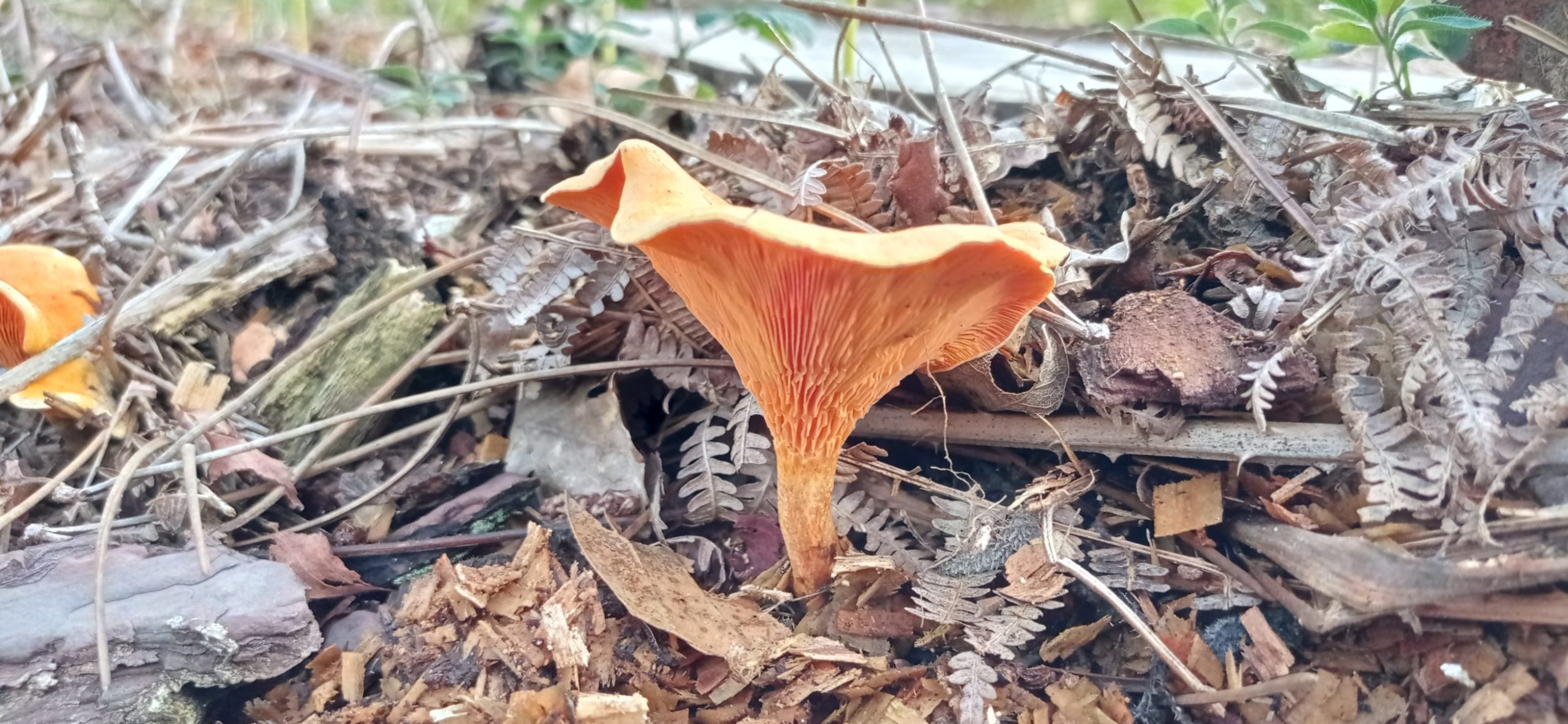 Fausse chanterelle