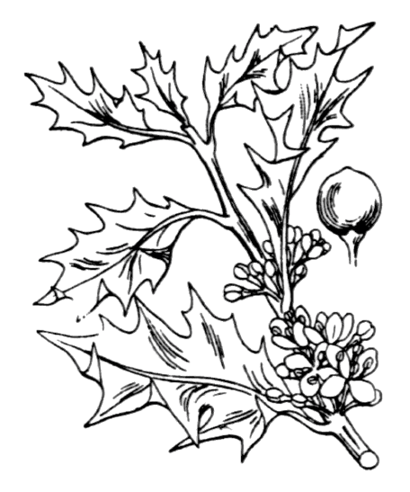 Houx