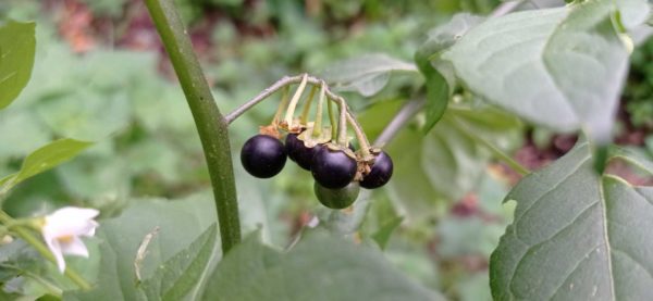 Morelle noire