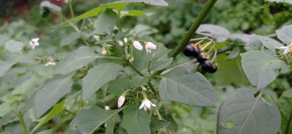 Morelle noire