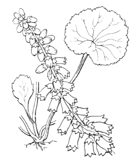 Nombril de Vénus