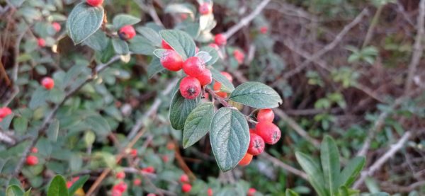 Cotonéastre de Franchet