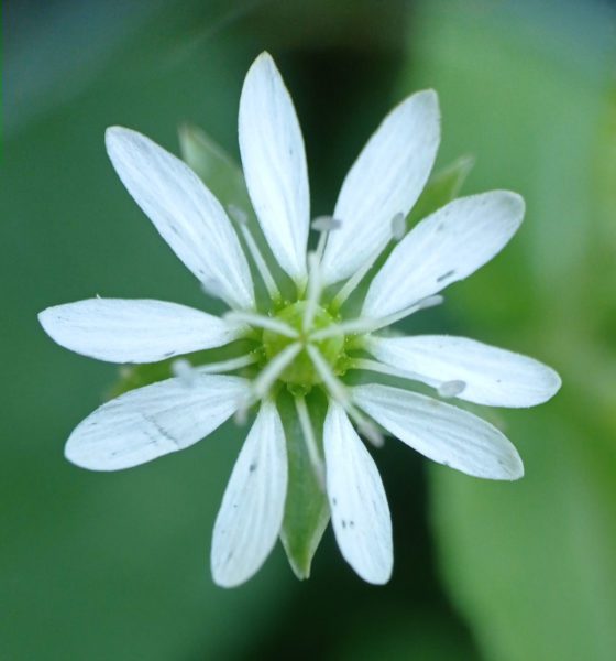 Stellaire aquatique