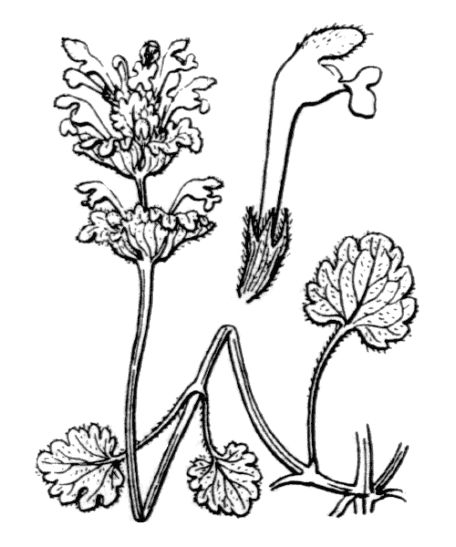Lamier amplexicaule