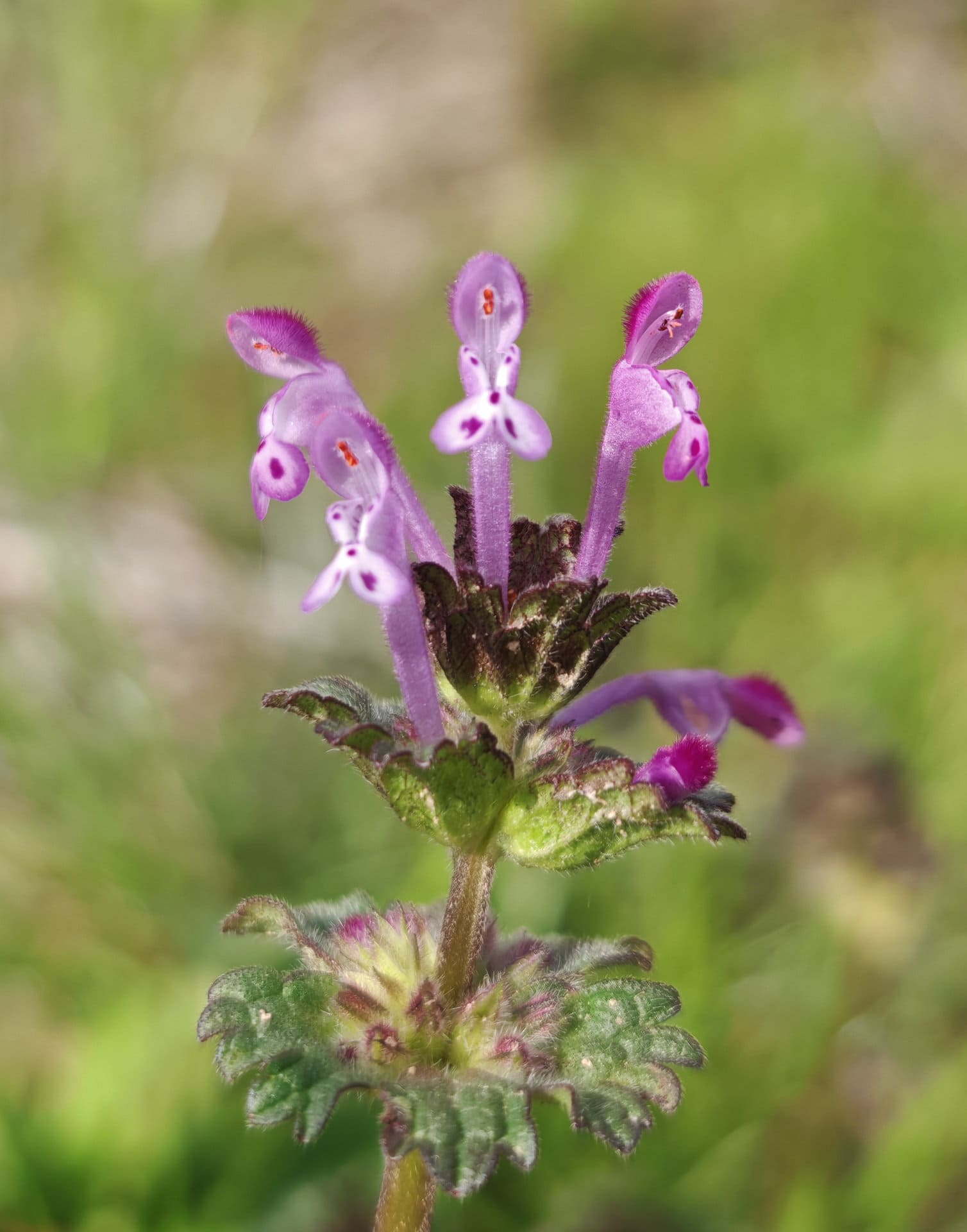 Lamier amplexicaule