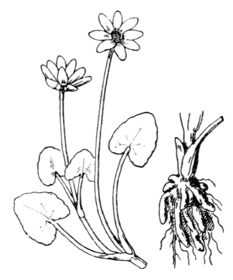 Ficaire