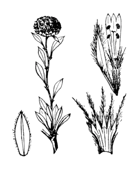 Globulaire buissonnante