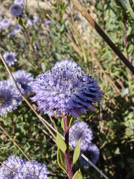 Globulaire buissonnante