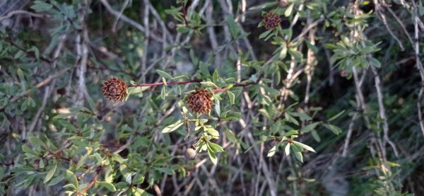 Globulaire buissonnante